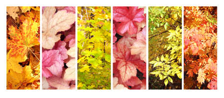 Set of vertical nature banners with autumn scenes. Collection of fall backdrops with yellow and red autumn leaves. Copy space for textの写真素材