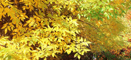 Calm fall season. Ash-tree leaves on sunny beautiful nature autumn background. Horizontal autumn banner with  Ash leaf of yellow color. Copy space for textの写真素材