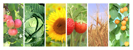Set of vertical banners with agricultural products. Agriculture collage with fresh fruits, berries, vegetables, rye, sunflowers. Organic food production. Harvest of farm productの写真素材