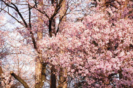 Blossoming sakura in Shinjuku Gyoen national garden, Shinjuku district, Tokyo, Japan. Japanese hanami festival - time when people enjoy sakura blossom. Cherry blossoming season in Japanの写真素材