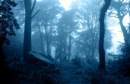 Night nature scene. Mysterious landscape with trees and bushes in foggy forest. Photo toned in blue colorの写真素材