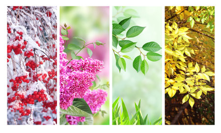 Four seasons of year. Set of vertical nature banners with winter, spring, summer and autumn scenes. Nature collage with seasonal scenics. Copy space for textの写真素材