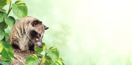Horizontal sunny nature background with Asian Palm Civet (Civet cat). Produces Kopi luwak. Luwak Coffee is world most expensive coffee. Copy space for textの写真素材