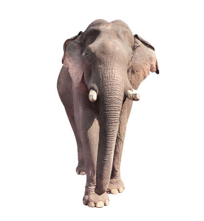 Walking elephant (Elephas maximus). Isolated on white backgroundの写真素材