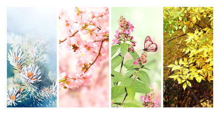 Four seasons of year. Set of vertical nature banners with winter, spring, summer and autumn scenes. Nature collage with seasonal scenics. Copy space for textの写真素材
