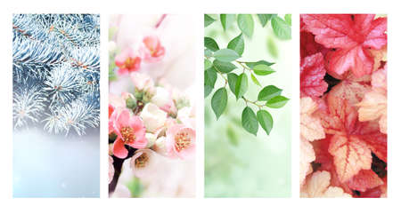 Four seasons of year. Set of vertical nature banners with winter, spring, summer and autumn scenes. Nature collage with seasonal scenics. Copy space for textの写真素材