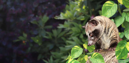 Horizontal nature background with Asian Palm Civet (Civet cat). Produces Kopi luwak. Luwak Coffee is world most expensive coffee. Copy space for textの写真素材