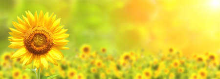 Sunflower on blurred sunny nature background. Horizontal agriculture summer banner with sunflowers field. Organic food production. Harvest of farm product. Oilseed crop. Copy space for textの写真素材