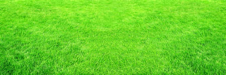 Horizontal banner with green grass on lawn. Stadium grass. Trimmed lawn grassの写真素材