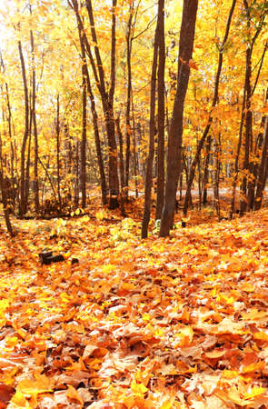 Calm fall season. Beautiful landscape with maple alley in autumn park. Maples trees with yellow and orange leaves in the town park in sunny day. Focus on fallen leaves in foregroundの写真素材