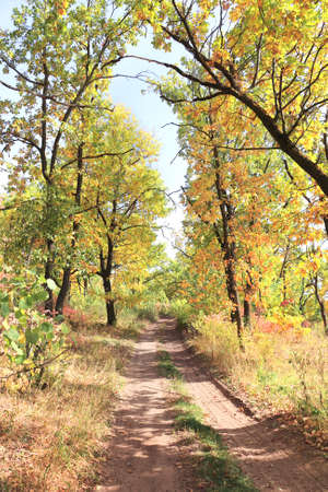 Calm fall season. Beautiful landscape with road in autumn forest. Maples and oaks trees with yellow and orange leaves and footpath in the woodland in sunny dayの写真素材