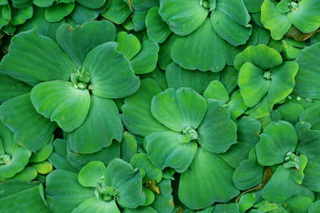 Leaves of Pistia stratiotes (water cabbage, water lettuce). Full background with tropical green free-floating aquatic plantの写真素材