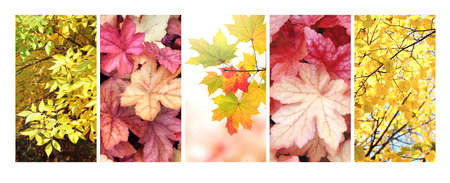 Set of vertical nature banners with autumn scenes. Collection of fall backdrops with yellow and red autumn leaves. Copy space for textの写真素材