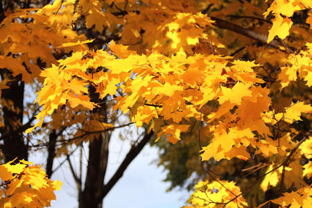 Calm fall season. Maple tree leaves on sunny beautiful nature autumn background. Horizontal autumn...