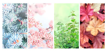 Four seasons of year. Set of vertical nature banners with winter, spring, summer and autumn scenes. Nature collage with seasonal scenics. Copy space for textの写真素材