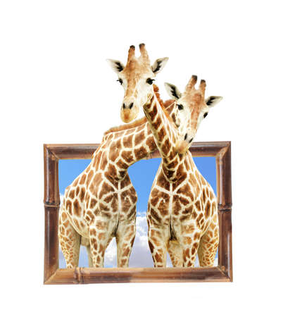 Two giraffes in wooden frame with 3d effect. Isolated on white backgroundの写真素材