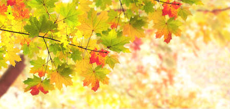 Calm fall season. Maple tree leaves on sunny beautiful nature autumn background. Horizontal autumn banner with  Maple leaf of red, green and yellow color. Copy space for textの写真素材