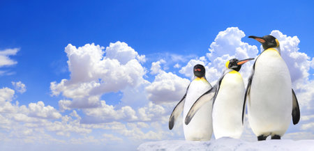 Horizontal banner with three emperor penguins on blue sky background. Copy space for text. Mock up templateの写真素材