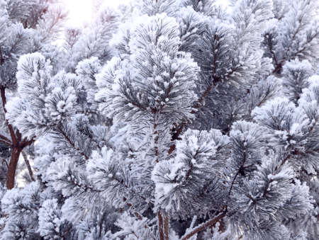 Horizontal Christmas banner with branch of pine-tree (Scotch fir). Holiday xmas background with fir tree on abstract backdrop. Copy space for text. Photo toned in blue colorの写真素材