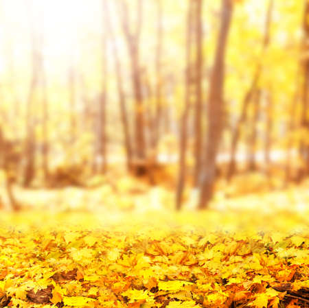 Fall season. Blurred background with autumn forest. Sunny fall backdrop with fallen maple leaves. Maples trees with yellow and orange leaves. Focus on fallen leaves on foregroundの写真素材