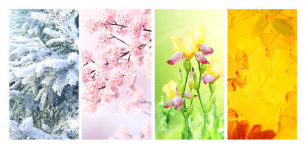 Four seasons of year. Set of vertical nature banners with winter, spring, summer and autumn scenes. Nature collage with seasonal scenics. Copy space for textの写真素材