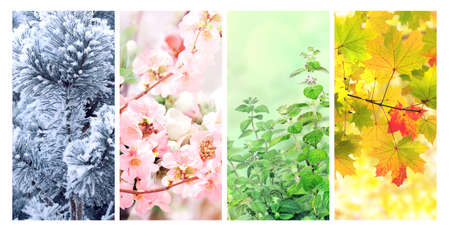 Four seasons of year. Set of vertical nature banners with winter, spring, summer and autumn scenes. Nature collage with seasonal scenics. Copy space for textの写真素材