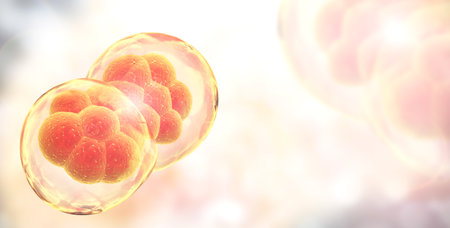Cell Division. Stages of Mitosis. Cellular Therapy. Horizontal banner with Process Division Of Cell on blurred background of red and yellow colors. Copy space for text. 3d renderの写真素材