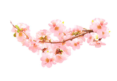 Branch of the blossoming Japanese Quince (Chaenomeles japonica) with pink flowers. Isolated on white backgroundの写真素材