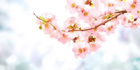 Horizontal banner with Japanese Quince flowers (Chaenomeles japonica) of pink color on sunny backdrop. Beautiful nature spring background with a branch of blooming Quince. Copy space for textの写真素材