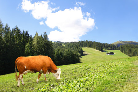 Cow grazing in a mountain meadow in Alps mountains, Tirol, Austria. View of idyllic mountain scenery in Alps with green grass and red cow on sunny day. European mountain landscapeの写真素材