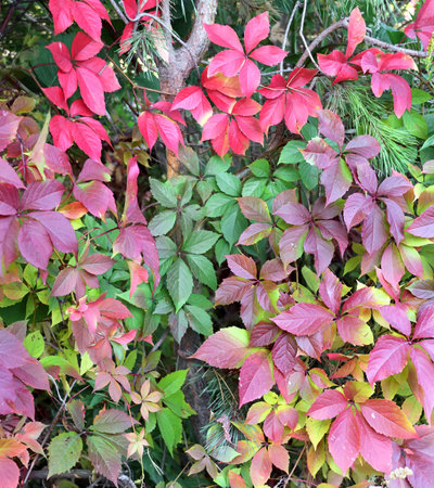 Calm fall season. Grape leaves in autumn forest. Grape with green, lilac and red leaves in the woodlandの写真素材