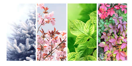 Four seasons of year. Set of vertical nature banners with winter, spring, summer and autumn scenes. Nature collage with seasonal scenics. Copy space for textの写真素材