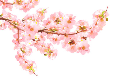 Branch of the blossoming Japanese Quince (Chaenomeles japonica) with pink flowers. Isolated on white backgroundの写真素材