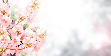 Horizontal banner with Japanese Quince flowers (Chaenomeles japonica) of pink color on sunny...