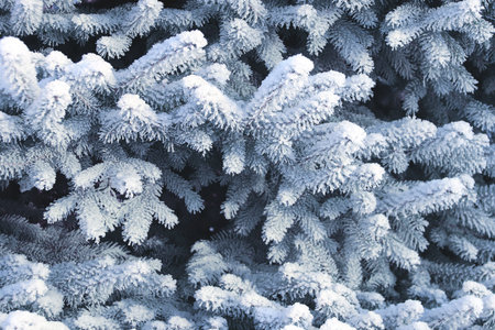Horizontal Christmas banner with frost-covered branches of blue spruce. Holiday xmas background with snow and rime ice on fir tree. Colorado spruce twigs covered hoarfrost. Photo toned in blue colorの写真素材