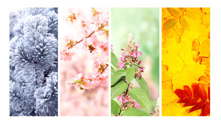 Four seasons of year. Set of vertical nature banners with winter, spring, summer and autumn scenes. Nature collage with seasonal scenics. Copy space for textの写真素材