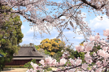 Blooming sakura trees in Koishikawa Korakuen garden, Okayama, Japan. Japanese hanami festival - time when people enjoy sakura blossom. Cherry blossoming season in Japanのeditorial素材
