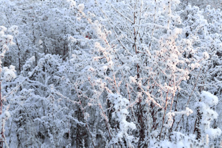 Horizontal Christmas banner with frost-covered grass and flowers. Holiday xmas background with snow and rime ice on bush. Twigs covered hoarfrost in sunset lightの写真素材