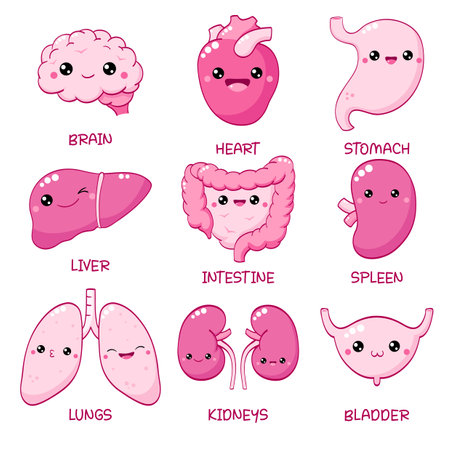 Set of cute human organs in kawaii style with smiling face and pink cheeks. Collection of funny human internal organs characters. Vector illustration EPS8のイラスト素材
