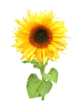 Bright yellow sunflowers. Isolated on white backgroundの写真素材