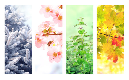 Four seasons of year. Set of vertical nature banners with winter, spring, summer and autumn scenes. Nature collage with seasonal scenics. Copy space for textの写真素材