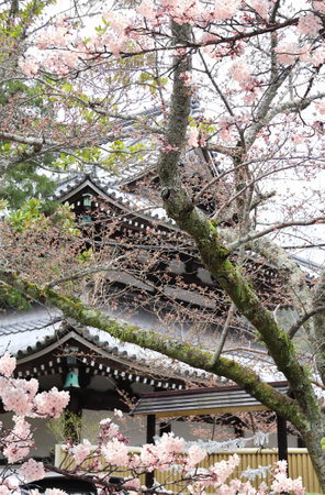 Roof of ancient temple and blooming sakura branches, Kyoto, Japan. Sakura blossom season. Cherry blooming season in Asia. Japanese hanami festivalの写真素材