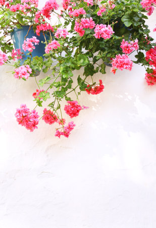 Traditional mediterranean decorating - pots with geraniums on stucco wall. Pink geranium flowers on old wall in Spain. Copy space for textの写真素材