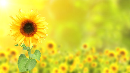Sunflower on blurred sunny nature background. Horizontal agriculture summer banner with sunflowers field. Organic food production. Harvest of farm product. Oilseed crop. Copy space for textの写真素材