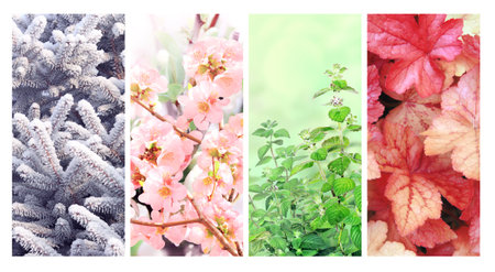Four seasons of year. Set of vertical nature banners with winter, spring, summer and autumn scenes. Nature collage with seasonal scenics. Copy space for textの写真素材