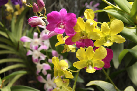Orchid flowers of purple and lilac colors on sunny nature background. Leaves of tropical plants and orchid flower. Copy space for textの写真素材