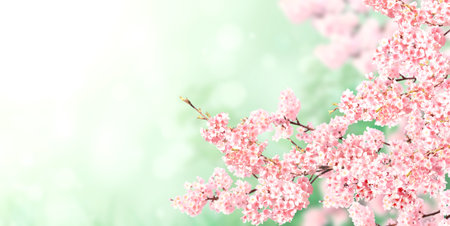 Horizontal banner with sakura flowers of pink color on sunny backdrop. Beautiful nature spring background with a branch of blooming sakura. Copy space for textの写真素材