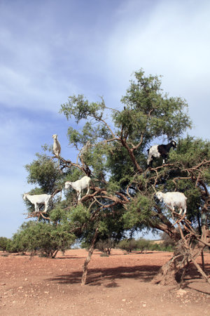 Famous moroccan scene - goats on the argan tree (Argania spinosa), Morocco, North Africa. Goats feeding in argan treeの写真素材