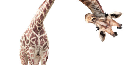 Giraffe face head hanging upside down. Curious gute giraffe peeks from above. Isolated on white backgroundの写真素材