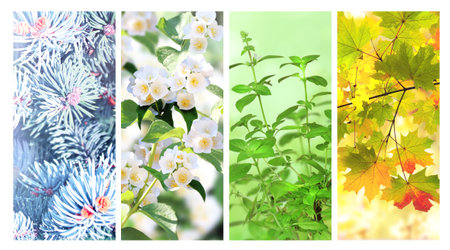 Four seasons of year. Set of vertical nature banners with winter, spring, summer and autumn scenes....